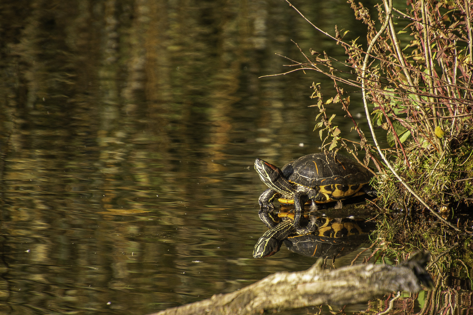 Sonnenhungrige Rotwangenschildkröte