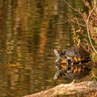 Sonnenhungrige Rotwangenschildkröte