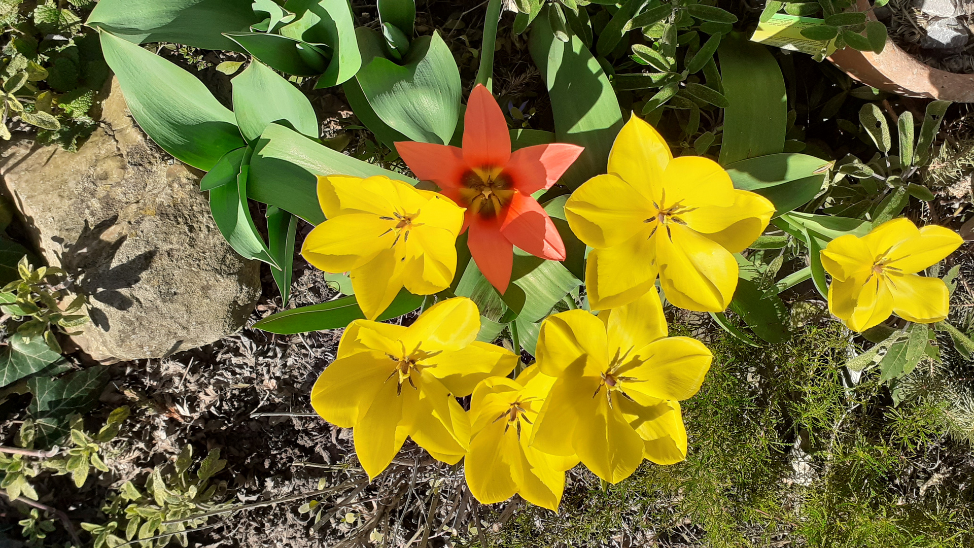 Sonnenhungrige Tulpen