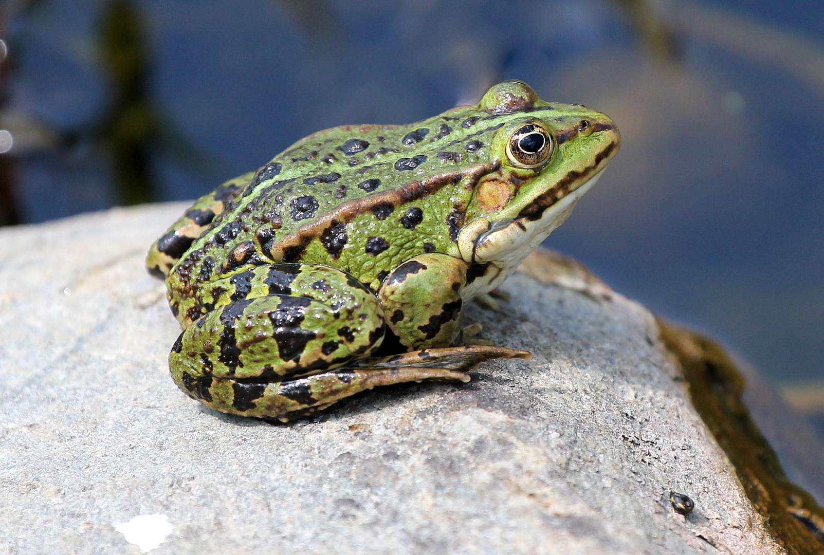 Sonnenhungriger Frosch 