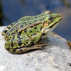 Sonnenhungriger Frosch 