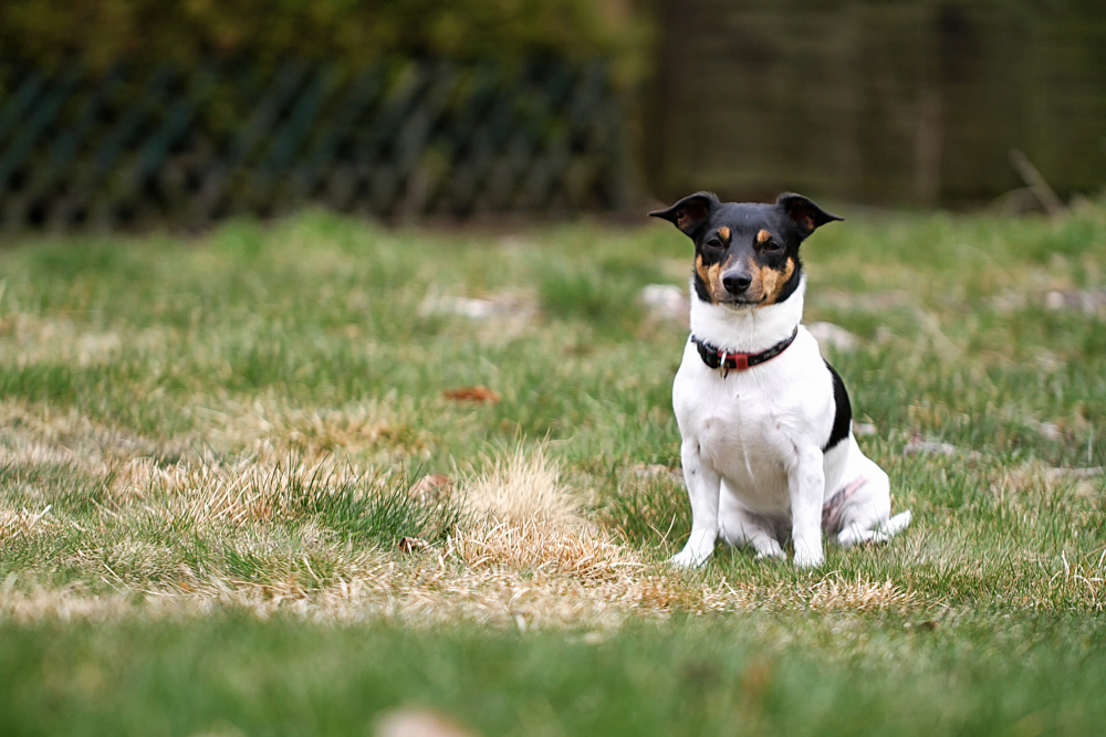 sonnenhungriger Wachhund