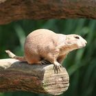 Sonnenhungriges kleines Tierchen im Hagenbecks Tierpark