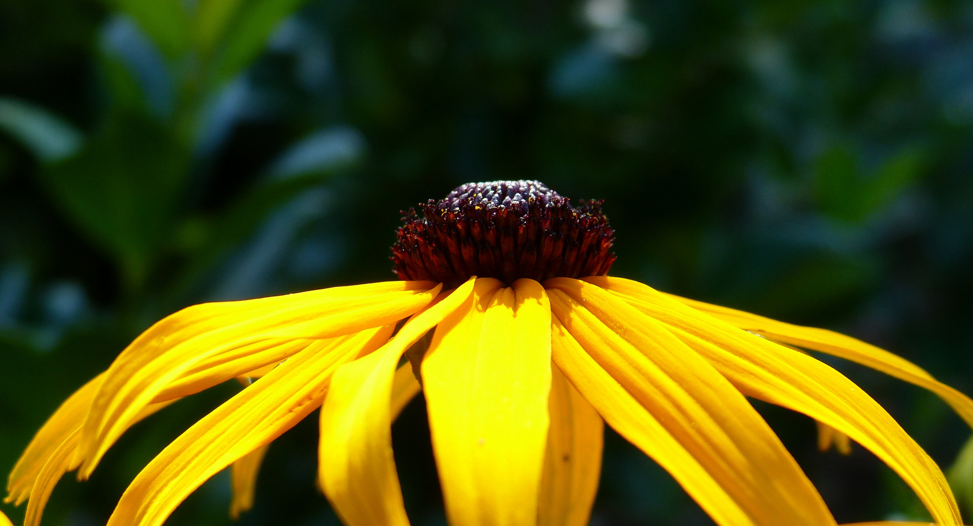 Sonnenhut Foto & Bild | natur, pflanzen, blüten Bilder auf fotocommunity