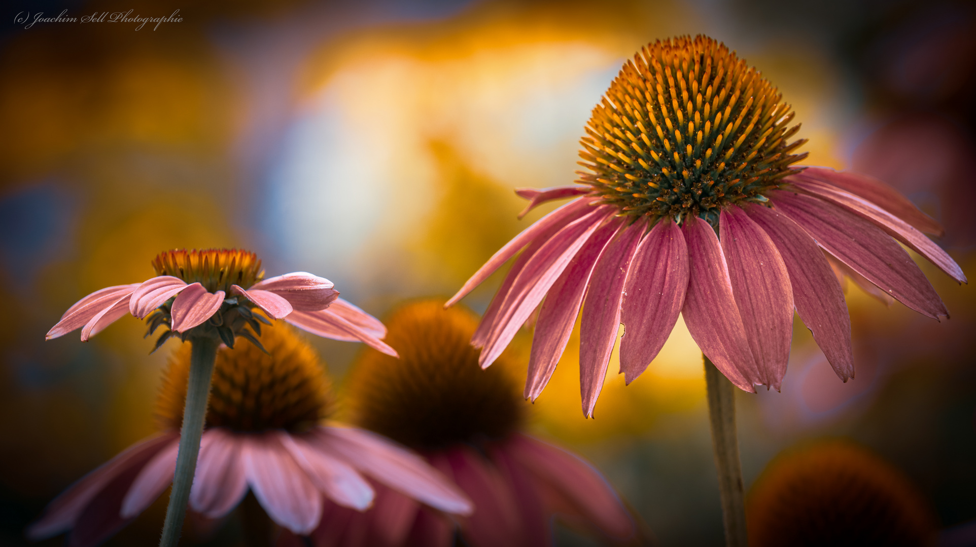 Sonnenhut Blumen 