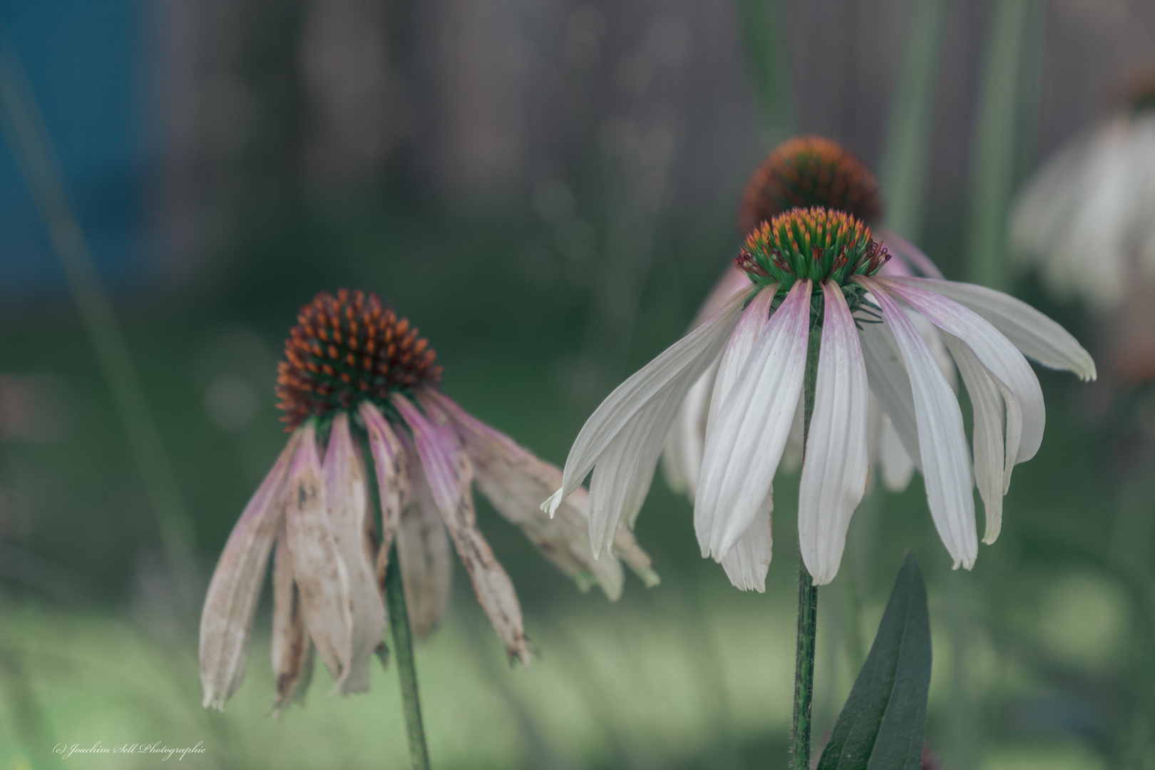 Sonnenhut Blumen 