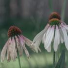 Sonnenhut Blumen 