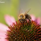 Sonnenhut - Buffet