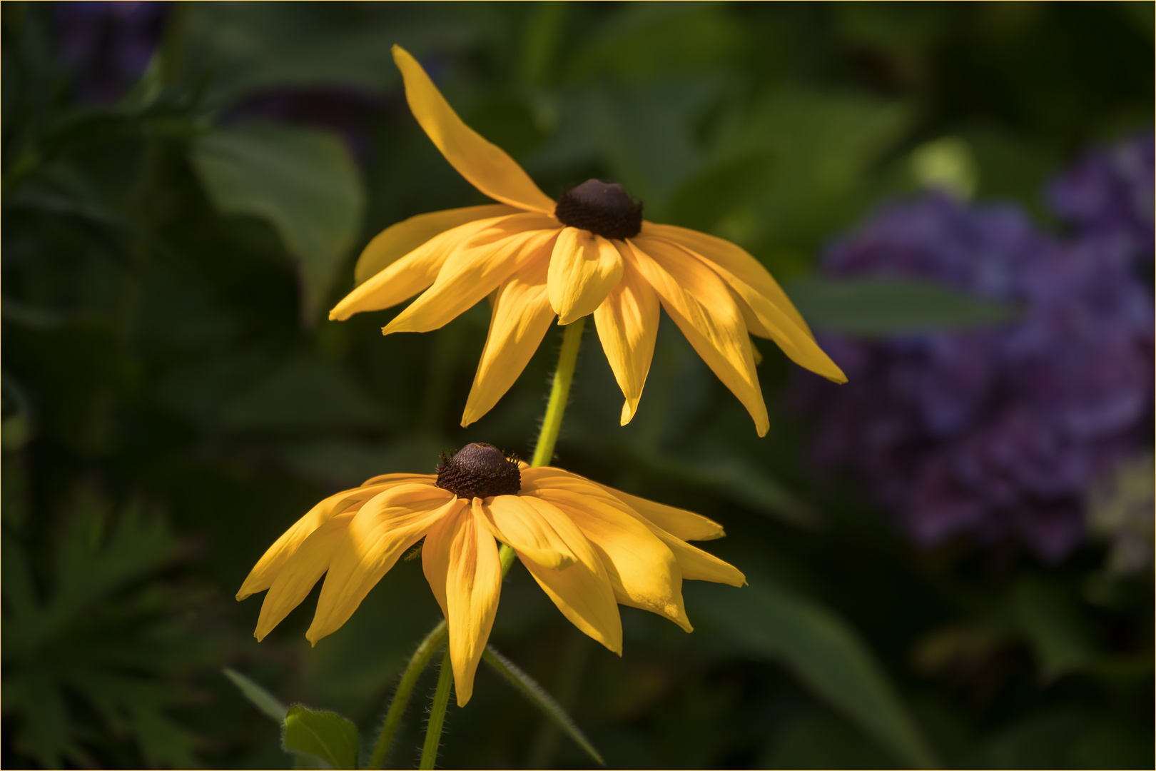 Sonnenhut Duo - Echinacea paradoxa