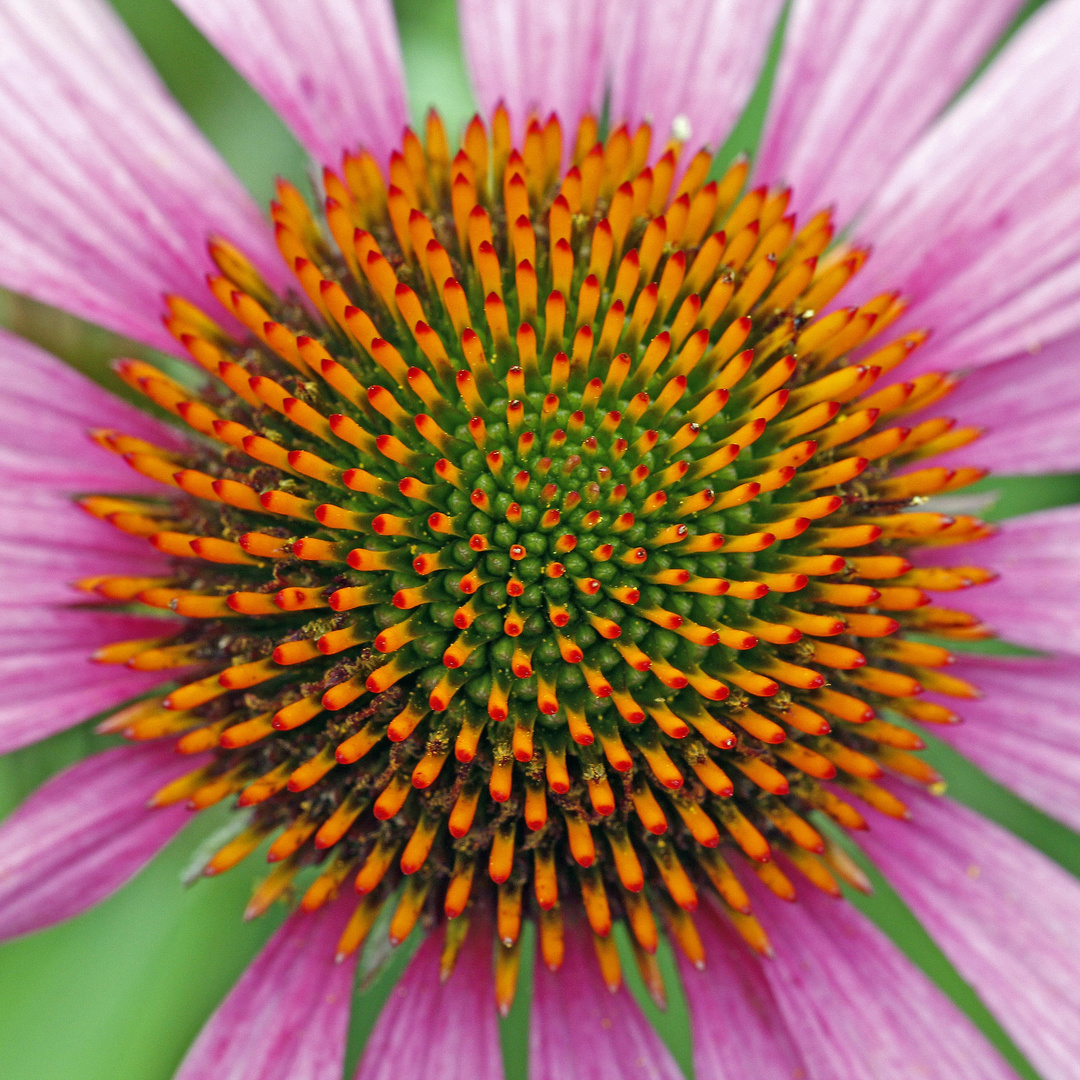 Sonnenhut (Echinacea)