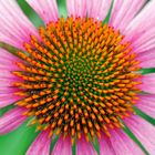 Sonnenhut (Echinacea)