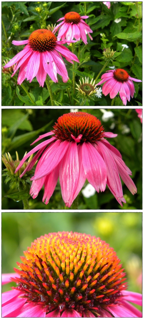 Sonnenhut (Echinacea)