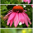 Sonnenhut (Echinacea)