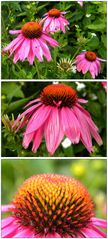 Sonnenhut (Echinacea)