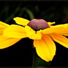 " Sonnenhut ( Echinacea )