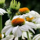 Sonnenhut (Echinacea).