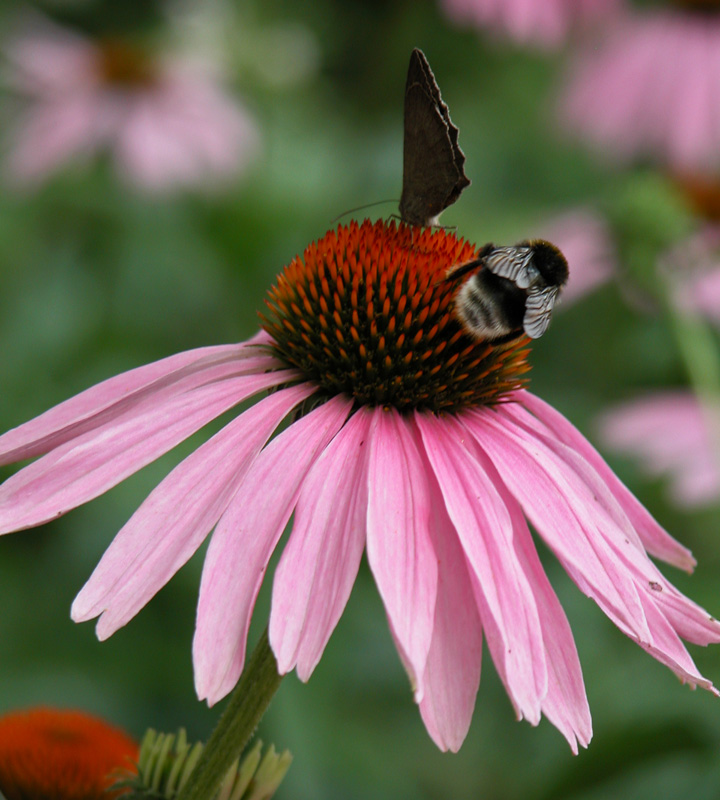 Sonnenhut (Echinacea)