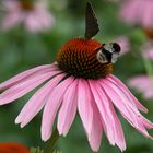 Sonnenhut (Echinacea)