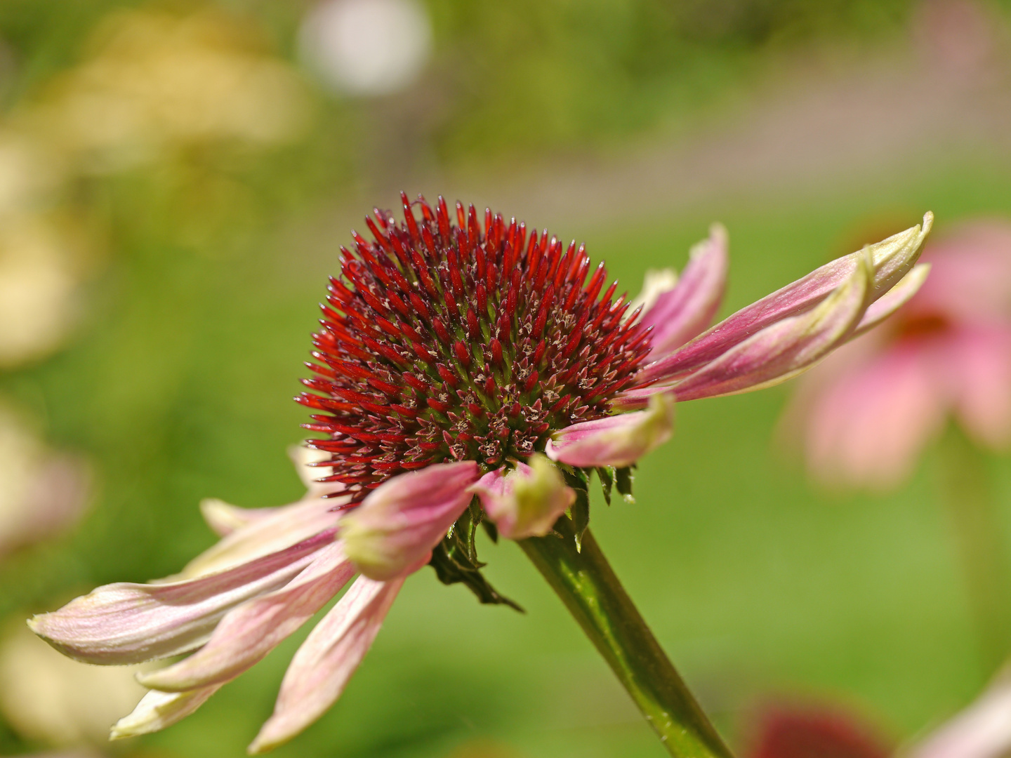 Sonnenhut - Echinacea