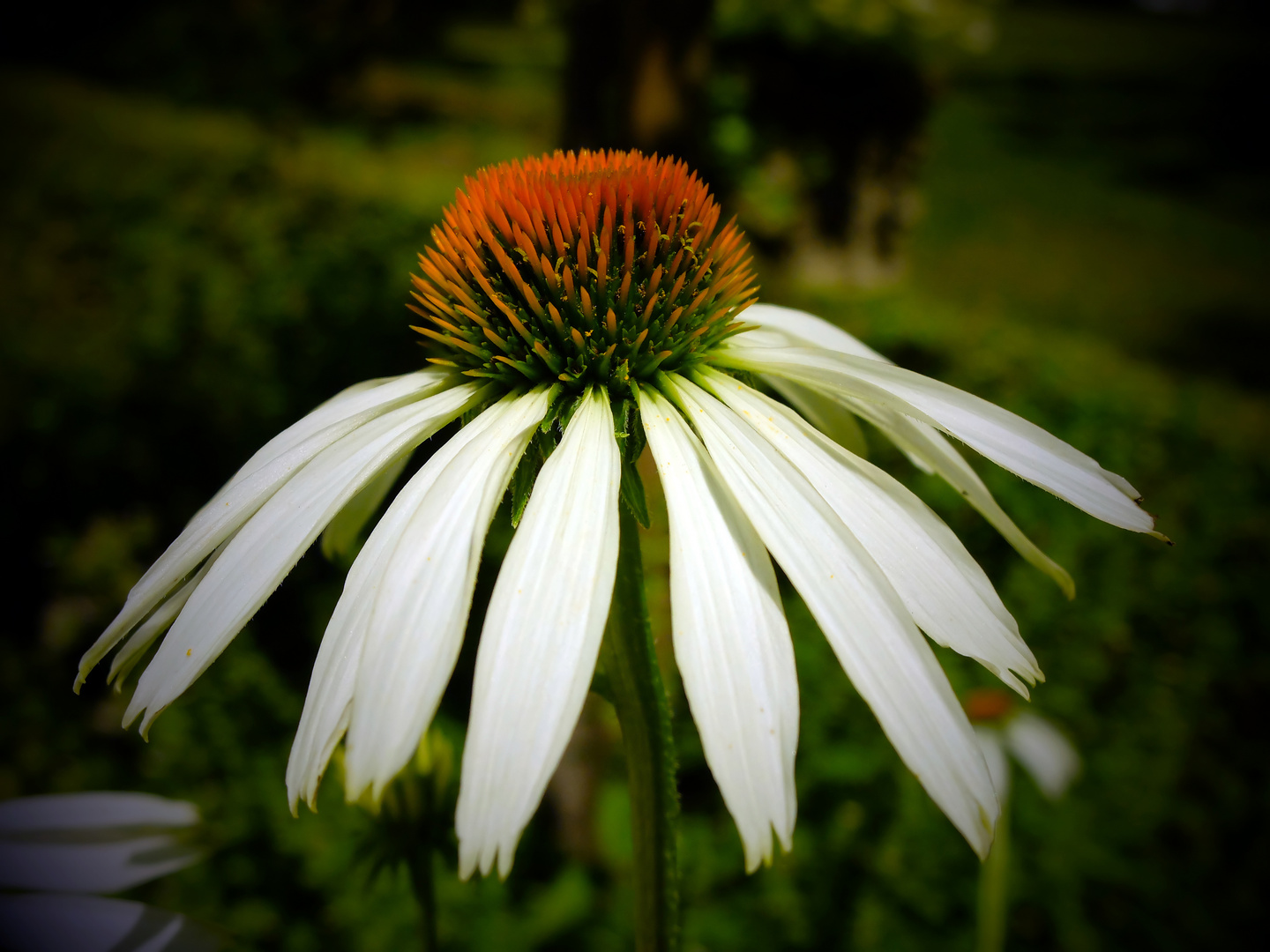 Sonnenhut (Echinacea)