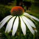 Sonnenhut (Echinacea)