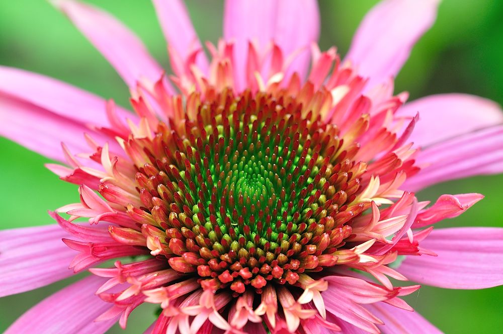 Sonnenhut (Echinacea)