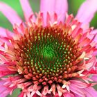 Sonnenhut (Echinacea)