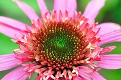 Sonnenhut (Echinacea)