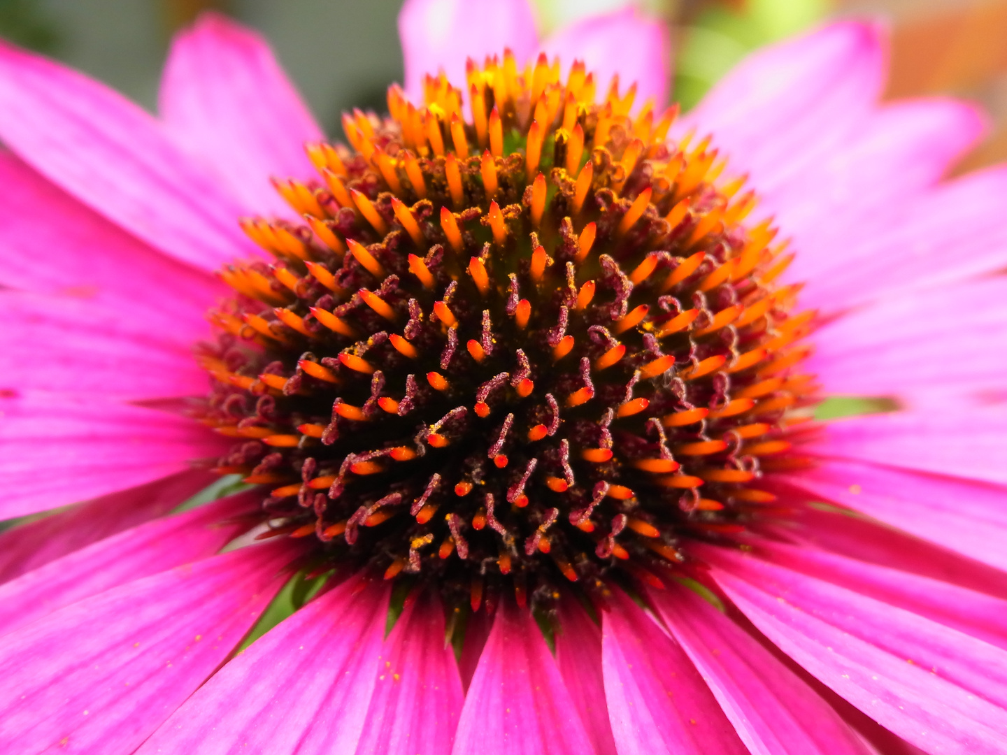 Sonnenhut / Echinacea