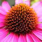 Sonnenhut / Echinacea