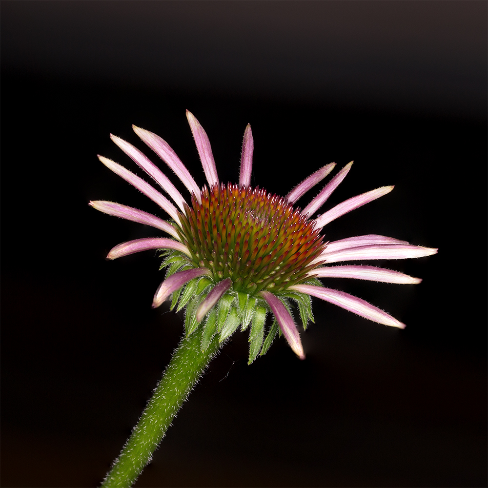 Sonnenhut  / Echinacea