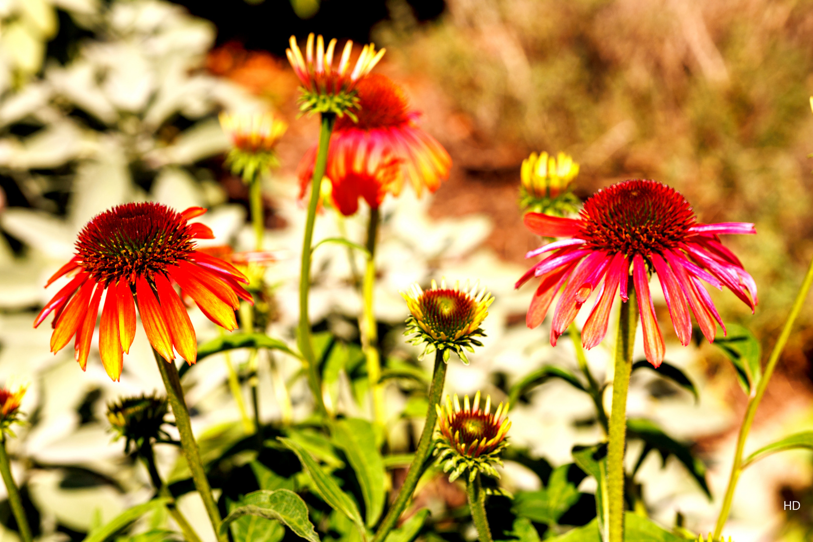 Sonnenhut (Echinacea)