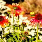 Sonnenhut (Echinacea)