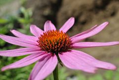 Sonnenhut (Echinacea)