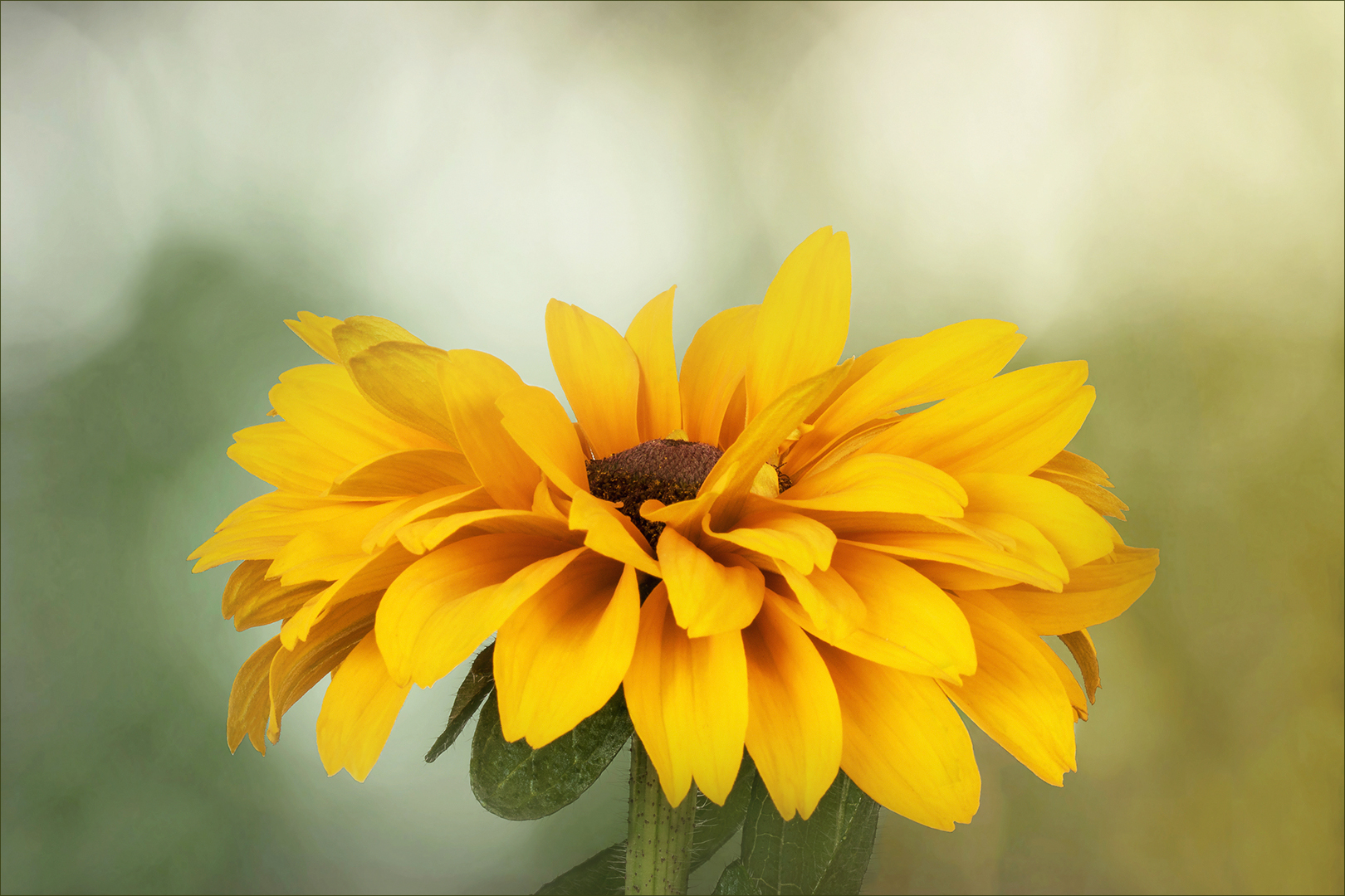 Sonnenhut - Echinacea....