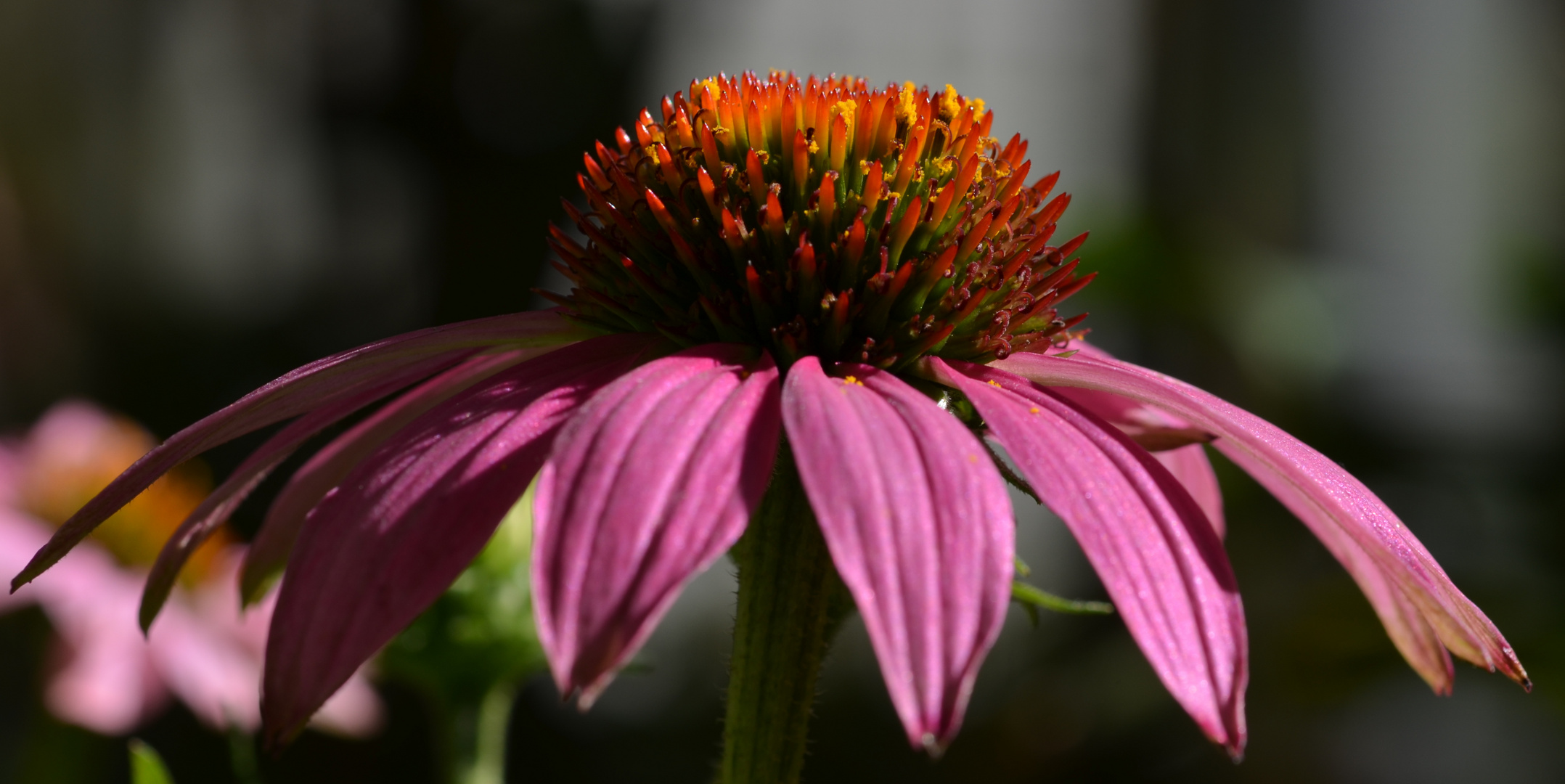 Sonnenhut (Echinacea)