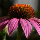 Sonnenhut (Echinacea)