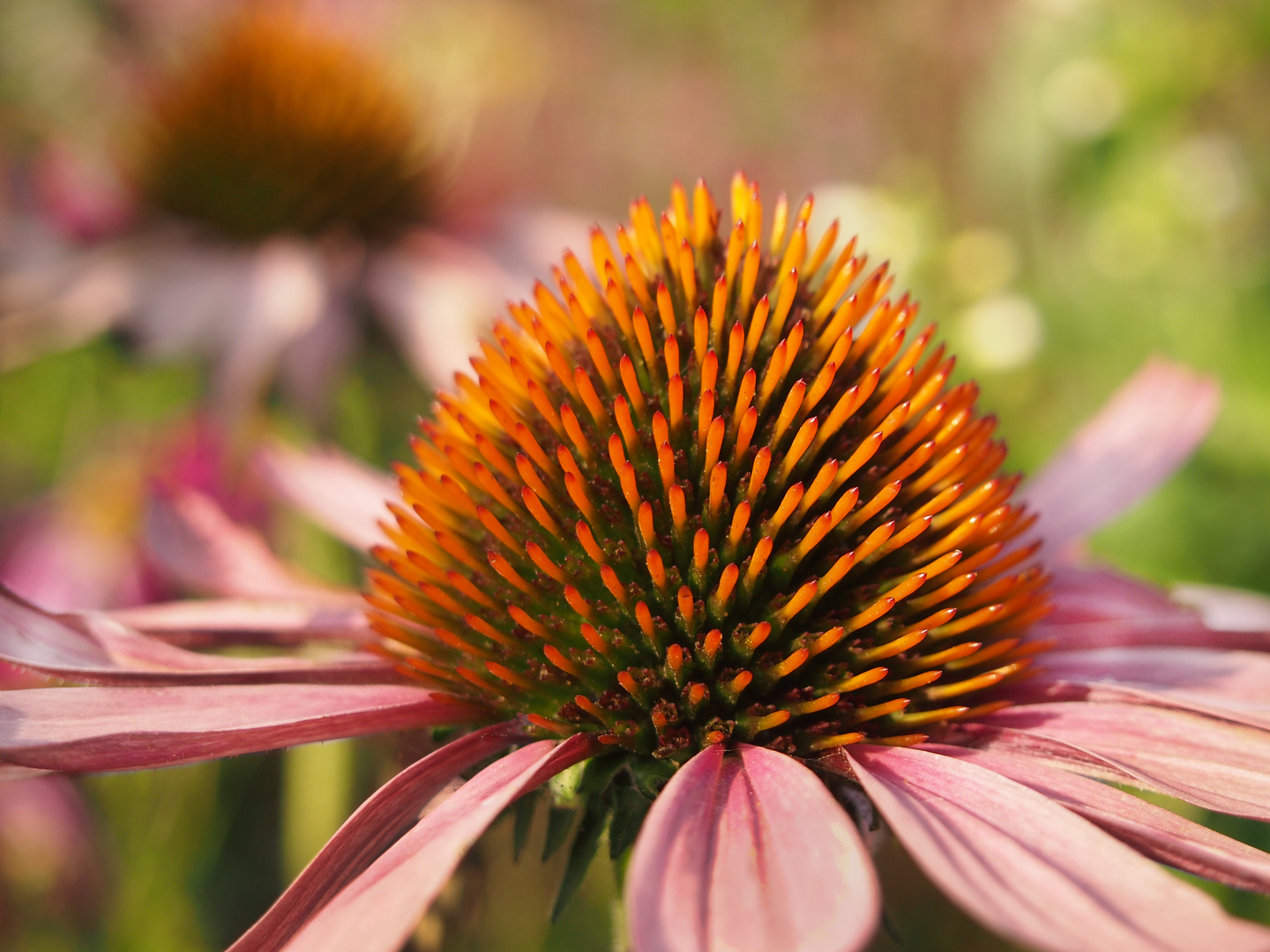 Sonnenhut (Echinacea)