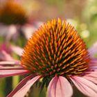 Sonnenhut (Echinacea)