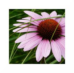 Sonnenhut (Echinacea)