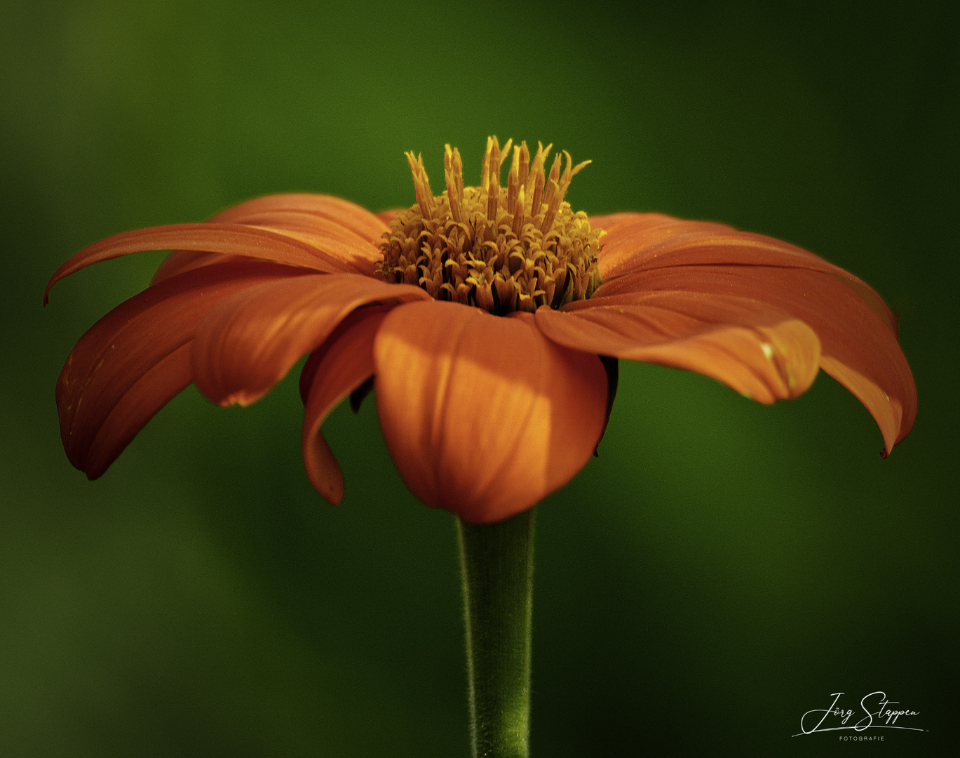 Sonnenhut (Echinacea)