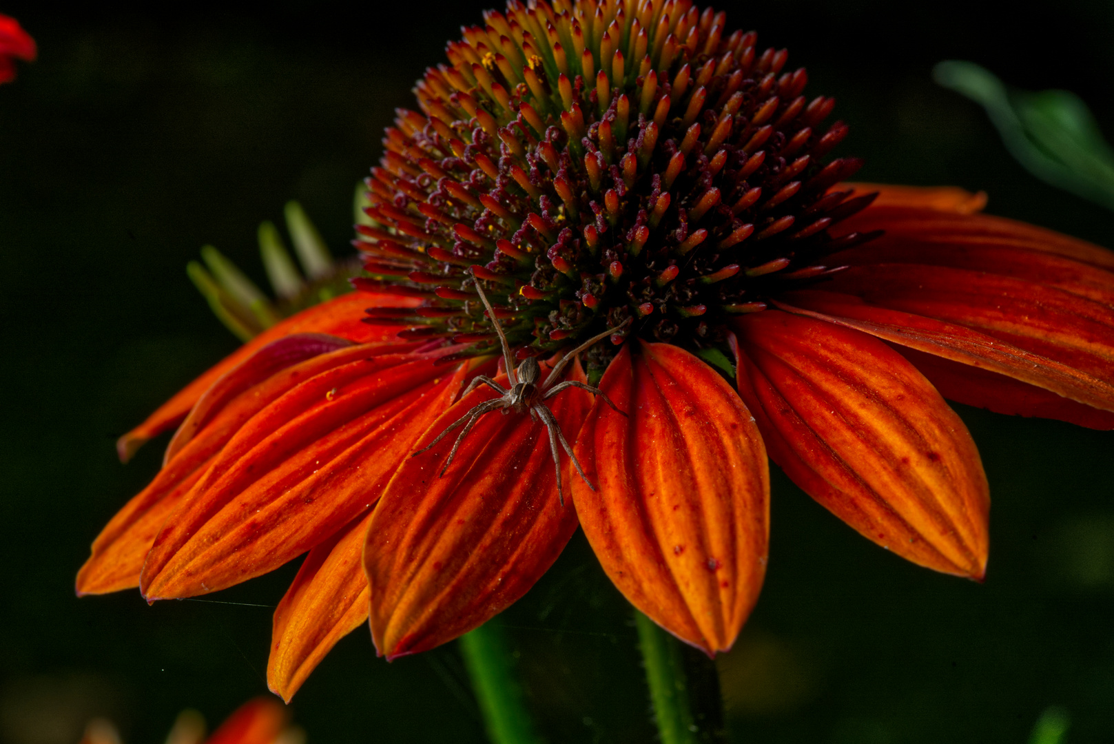 Sonnenhut, Echinacea