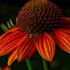 Sonnenhut, Echinacea