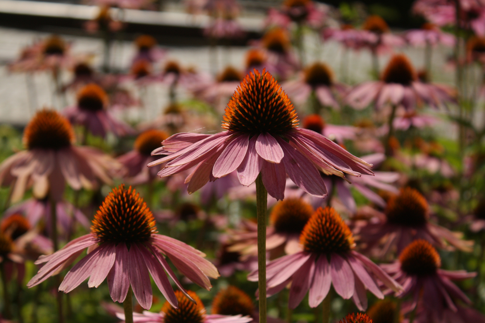 Sonnenhut (Echinacea)