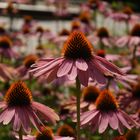 Sonnenhut (Echinacea)