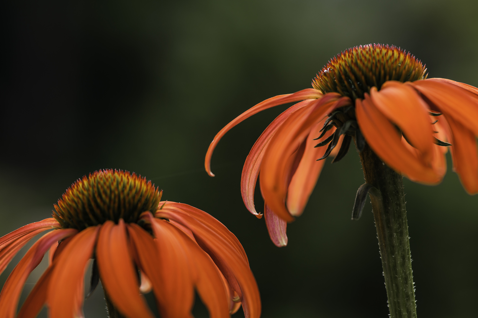 Sonnenhut (Echinacea) - II