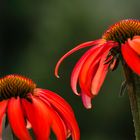 Sonnenhut (Echinacea) - II