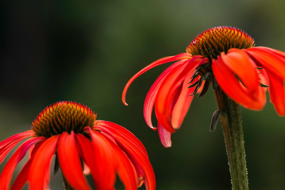 Sonnenhut (Echinacea) - II