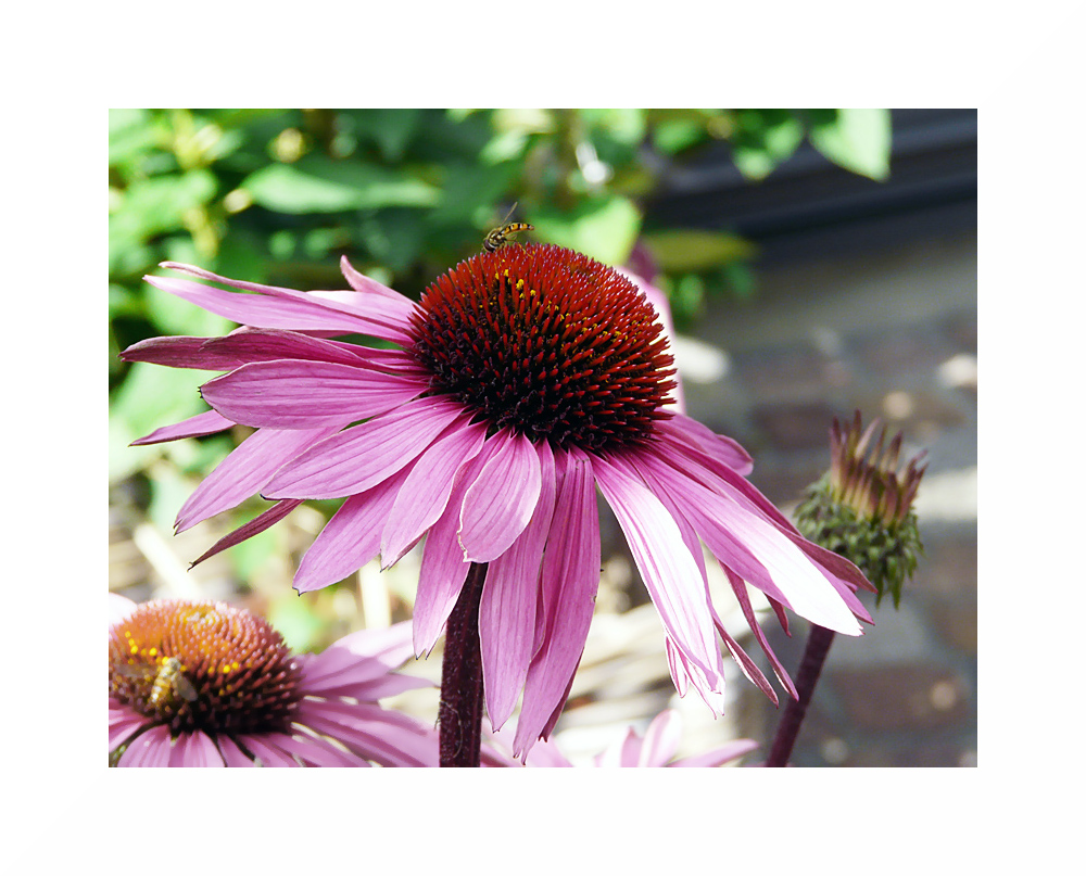 Sonnenhut (Echinacea) - II