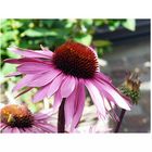 Sonnenhut (Echinacea) - II